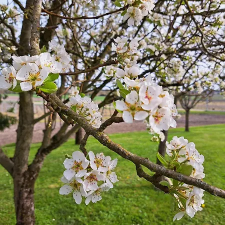La Métairie Au Milieu Des Vignes * Réaux